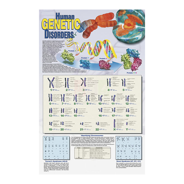 Human Genetic Disorders Poster
